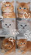 3 British Shorthair RED ou lilas