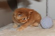 2 British Shorthair RED