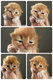 British Shorthair RED ou cinnamon tortie