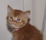 1 femelle British Shorthair RED