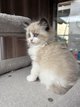Chatons  Ragdoll  de Lignée Champion
