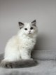 Chatons  Ragdoll  de Lignée Champion