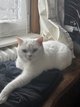 Réserver chatons british shorthair