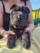Sharpei chiot mâle noir