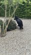 🐾 Chiots Berger Allemand Noir à dos droit