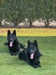 🐾 Chiots Berger Allemand Noir à dos droit
