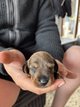 Teckel poil dur kaninchen