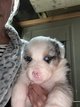 Chiots Berger Australien