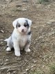 Chiots Berger Australien