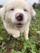 Chiots Berger Australien