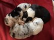 Chiots Berger Australien