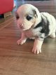 Chiots Berger Australien