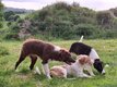 Trois magnifiques chiots border collie.