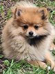 Chiots spitz nain femelles