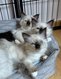 Superbe femelle sacré de Birmanie