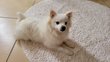 Adorable chiot Kleinkees/Spitz/Loulou de...