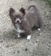 Superbe chiot femelle