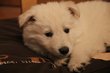Chiots berger blancs Suisse élevés en famille.