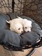 Bichons Maltais chiots