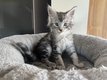 Chatons Maine coon à réserver