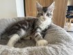 Chaton Maine coon prêt à partir