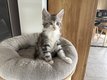 Chatons Maine coon prêts à partir du 24/07