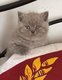 Superbes chatons Britishs shorthairs