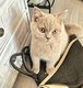 Superbes chatons Britishs shorthairs