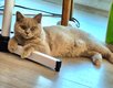 British shorthair lilac mâle adolescent