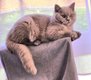 British shorthair lilac mâle adolescent