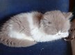 Adorables British Longhair