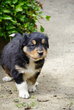 Chiot berger australien, 1/4 golden retriever à...