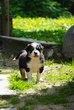 Chiot berger australien, 1/4 golden retriever à...