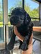 Chiots Cocker Spaniel Anglais