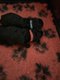 Caniche de couleur noir