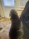 Chiots teckels à vendre