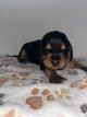 Chiots à vendre