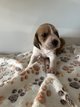 Chiots à vendre