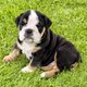 Chiot bouledogue anglais
