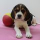 Magnifiques chiots Beagle