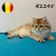 Splendides chatons British Golden Shaded
