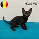 Adorables chatons Cornish Rex