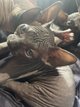 Chatons sphynx