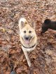 Akita americain et Sharpei à donner