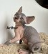 5 magnifiques Sphynx à adopter 🩷