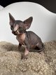 2 magnifiques Sphynx à adopter 🩷