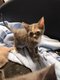 3 bebe maine coon