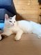 Donne chatte