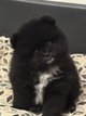 Spitz nain pomeraniens