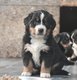 Bébés bouviers bernois